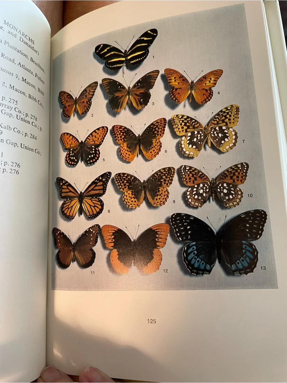 University of Oklahoma Press “butterflies georgia”